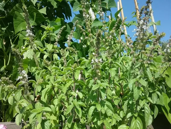Kampara baziliks (Ocimum kilimandscharicum) 5 sēklas